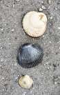 Alaska-Ketchikan-cockle shells on beach Art Print